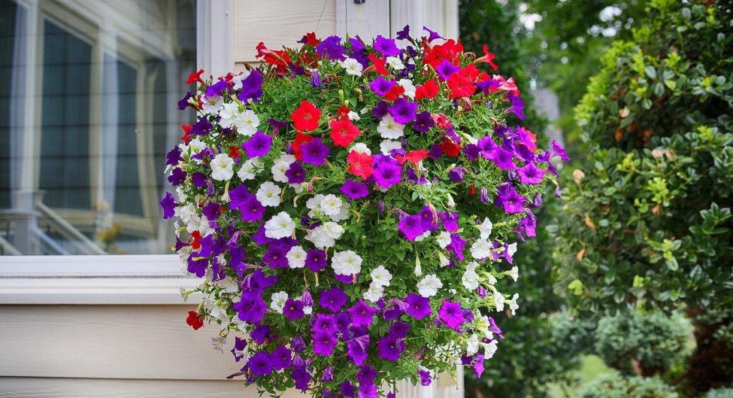Пишні каскади петунії заполонять клумбу: після цієї підкормки квітку не зупинити – квітконосів неміряно 