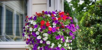 Квітникар розповів, як простимулювати петунію до цвітіння