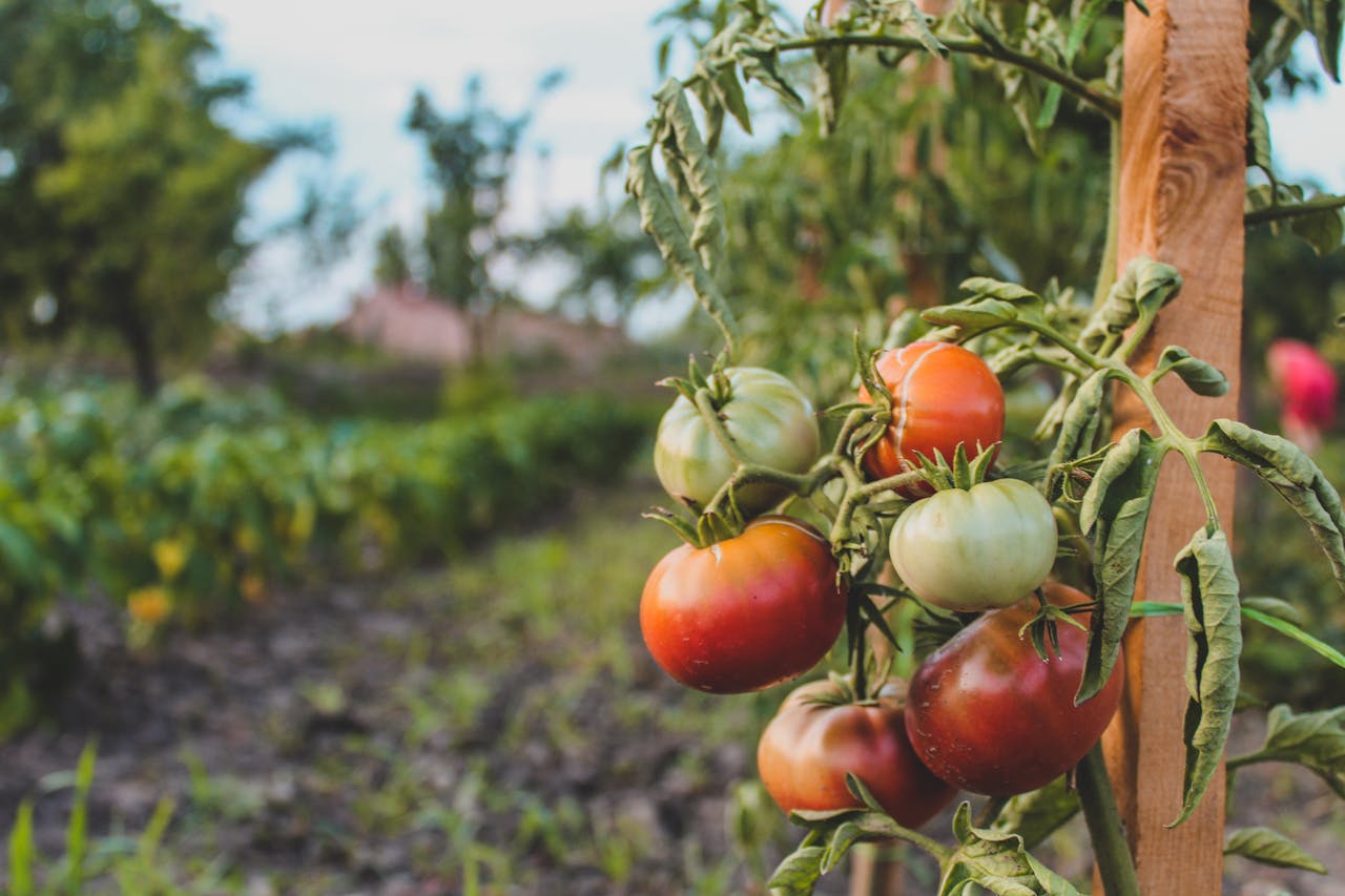 Експерти розповіли, як поливати томати в липні для врожаю