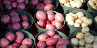 Городники розповіли, як виростити смачну та велику картоплю