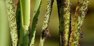 Експерти розповіли, як позбутись від попелиці за допомогою листя помідорів