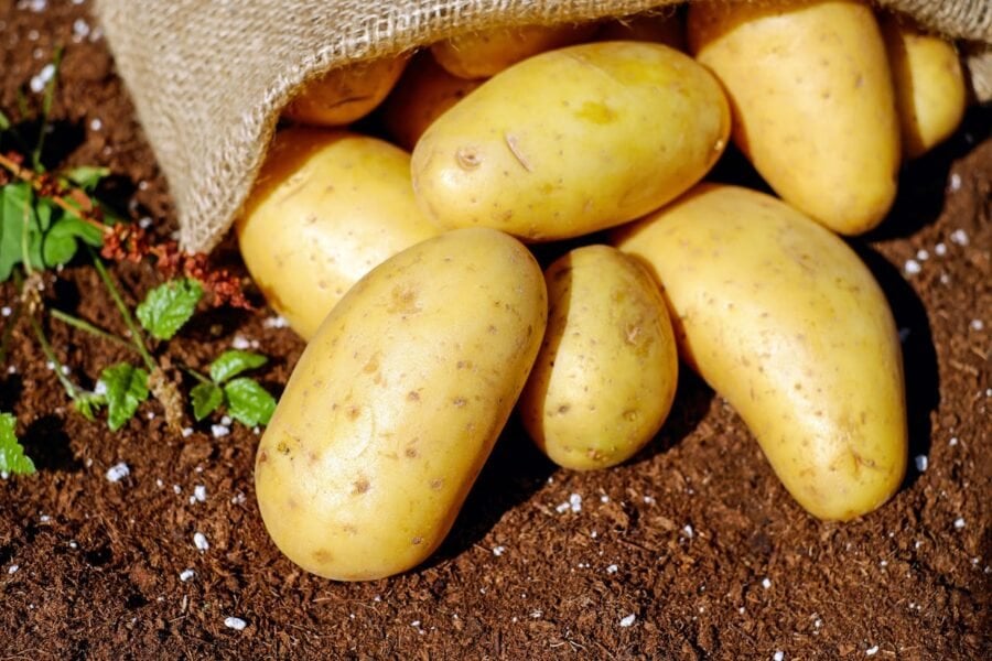 Городники розповіли, як виростити смачну та велику картоплю