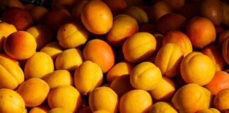 Що посадити краще під абрикосою від шкідників