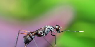 Експерти розповіли, як позбавитись від комарів, мошок та мух