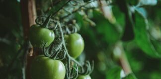 Порада городників: чим підживити томати, щоб мати гарний врожай