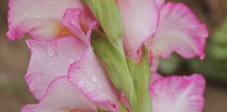 Садівники розповіли, як правильно вирощувати гладіолуси