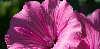 Садівник назвав найкраще добриво для петуній