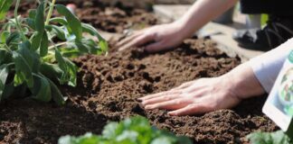 Як правильно розрахувати пропорції добрива для городу 