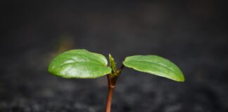 Дачники розповіли, як знизити рівень рН ґрунту до наступного року