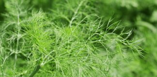 Як доглядати за кропом