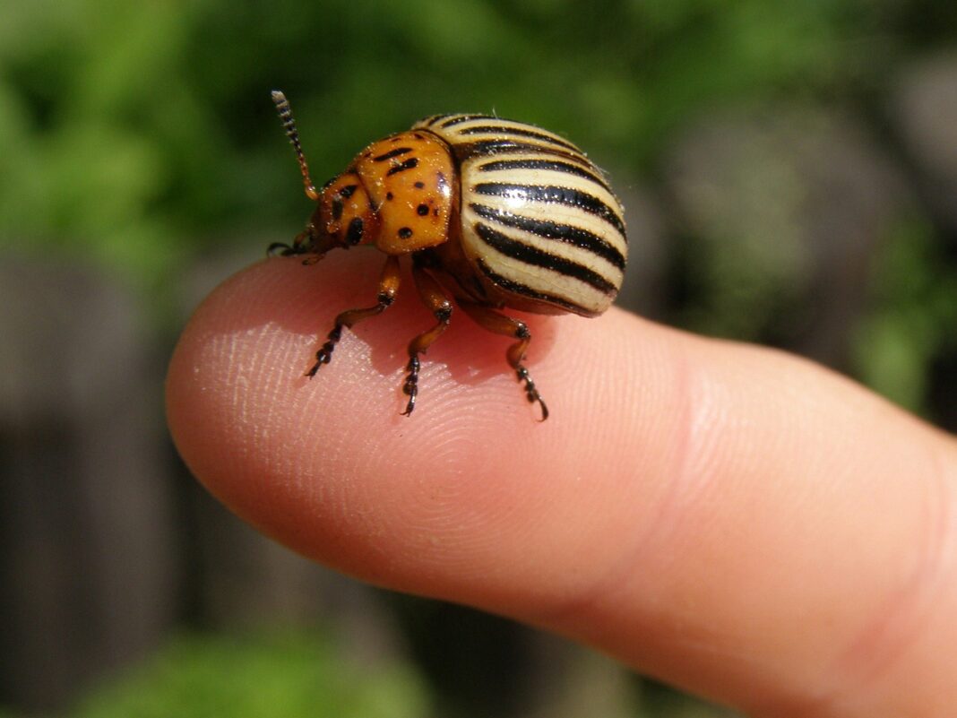 Експерти назвали 5 способів знищення колорадського жука на городі