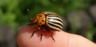 Дачники розповіли, як швидко позбутися колорадського жука