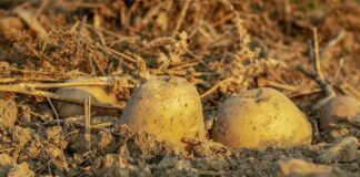 5 помилок під час вирощування картоплі 