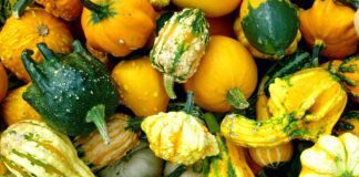 Городник розповів, які помилки у догляді призведуть до втрати врожаю кабачків