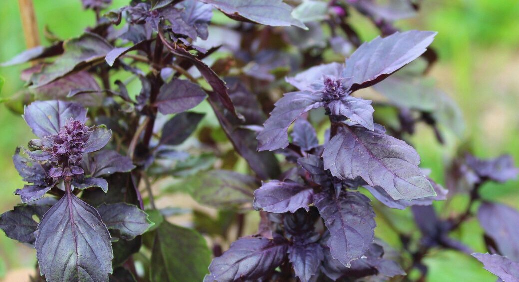 Як вирощувати базилік, аби не “пролетіти” з врожаєм: сусідка любить екзотичну зелень – розповіла мені секрет 