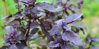 Як виростити базилік на грядці