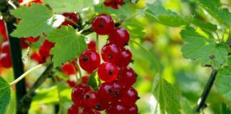 Як поливати кущі влітку