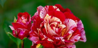 Садівник назвав 3 головні помилки у догляді за трояндами: ось, чому сохнуть