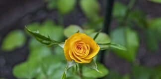 Чому укорінення не завжди працює