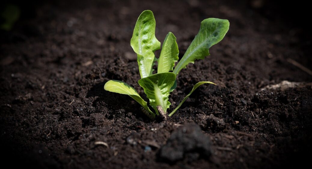 Саджай потай від сусідів та вкради, аби виросло: дивні прикмети городників, які насправді працюють 