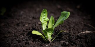 Прикмети для щедрого врожаю на городі