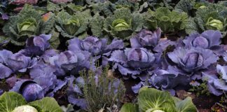 Городник розповів, чим підкормити капусту для появи завʼязей у червні