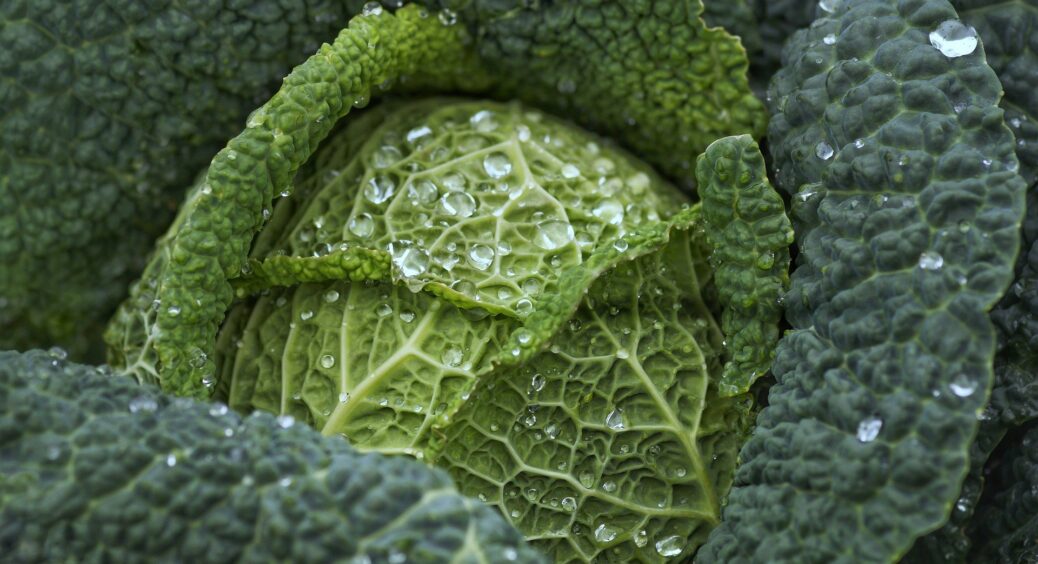 2 столові ложки на 5 літрів води цього “шкільного” добрива і капуста зав’яже гігантські качани: рекомендую 