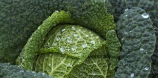 Городники поділилися графіком підгодівлі для вирощування великих качанів капусти