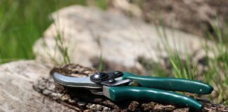 Гречане добриво для рослин і квітів