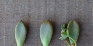 Експерти розповіли, як виростити алое в домашніх умовах 