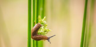 Городник розповів, навіщо на ніч підкладати скибки кавуна під кущі