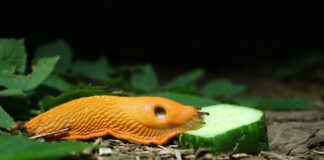 Експерти назвали найдієвіший спосіб виведення слимаків з дачної ділянки