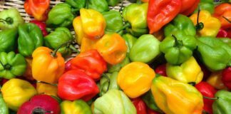 Експерти розповіли, як зробити добриво для овочів з вівсянки