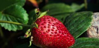 Городники розповіли про осінній догляд за полуницею