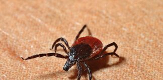 Як видалити кліща на природі