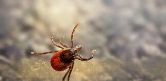 Експерти розповіли, як швидко позбутися кліща на тілі 