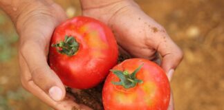 Городники розповіли, що зробити в липні для зав'язі томатів