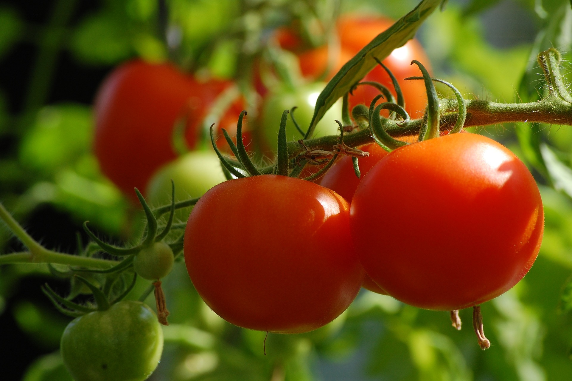 Городники назвали найкращий спосіб пасинкування помідорів