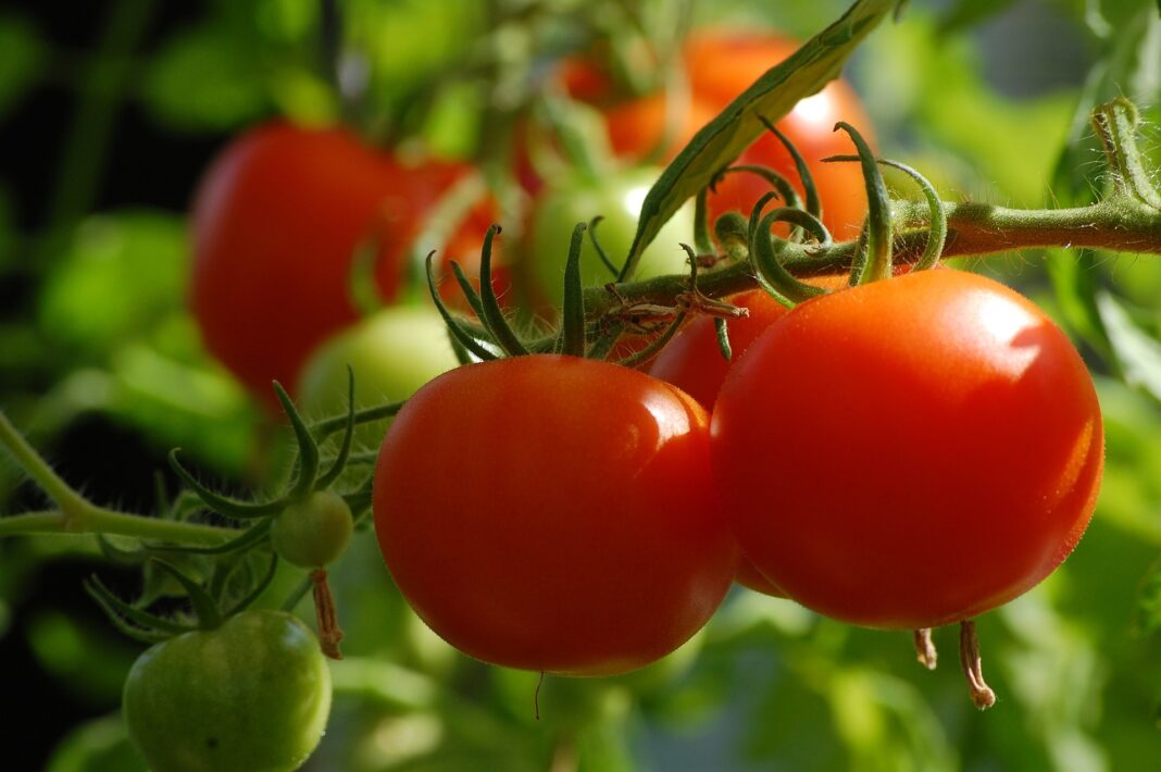 Як приготувати добриво для помідорів