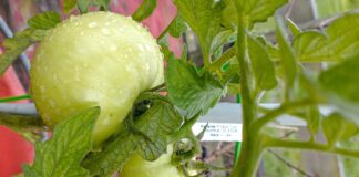 Експерти розповіли, як зміцнити зав'язі огірків з помідорами