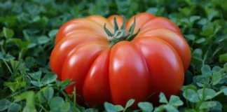 Експерти розповіли, як поливати томати в липні для врожаю