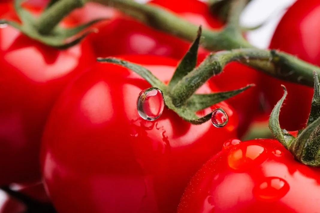 Експерти розповіли, як просто і легко підвищити родючість томатів