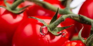 Експерти розповіли, як просто і легко підвищити родючість томатів