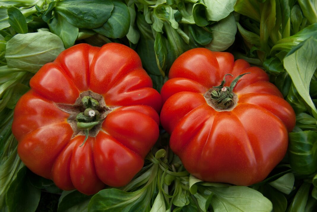 Чим удобрити помідори на грядці