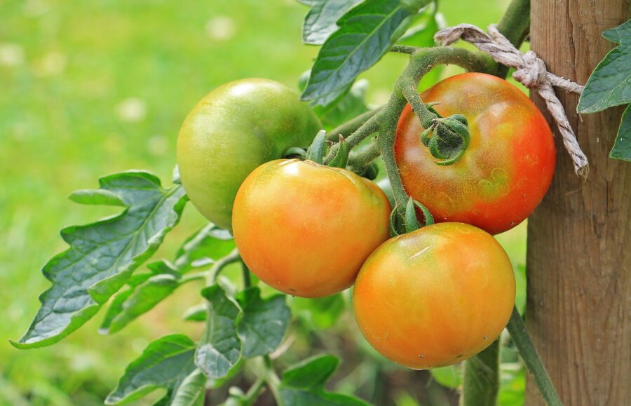 Експерти назвали найкраще добриво для помідорів, яке підвищує врожайність рослини