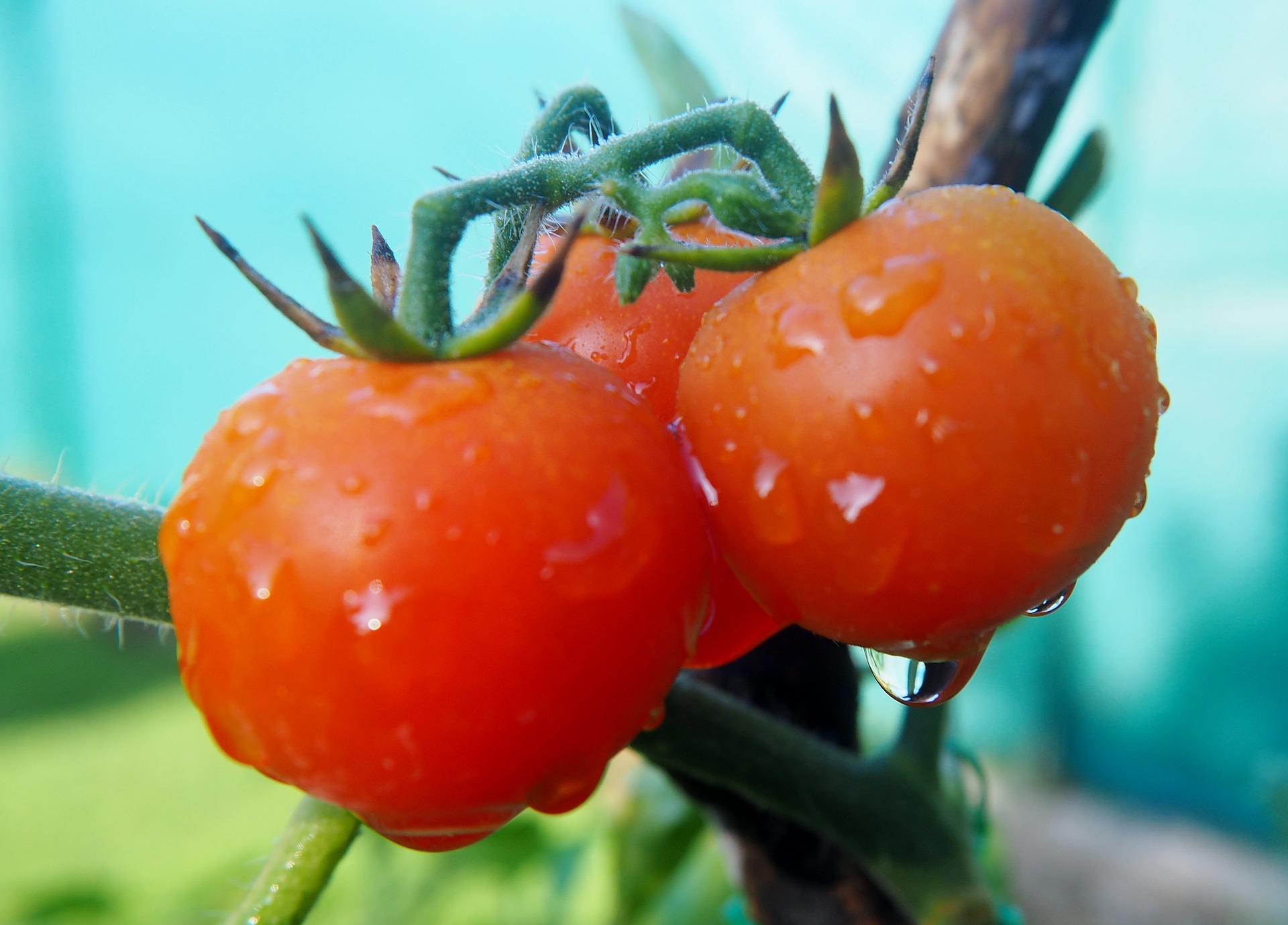 Експерти розповіли, чим підживити томати для росту і захисту від фітофтори