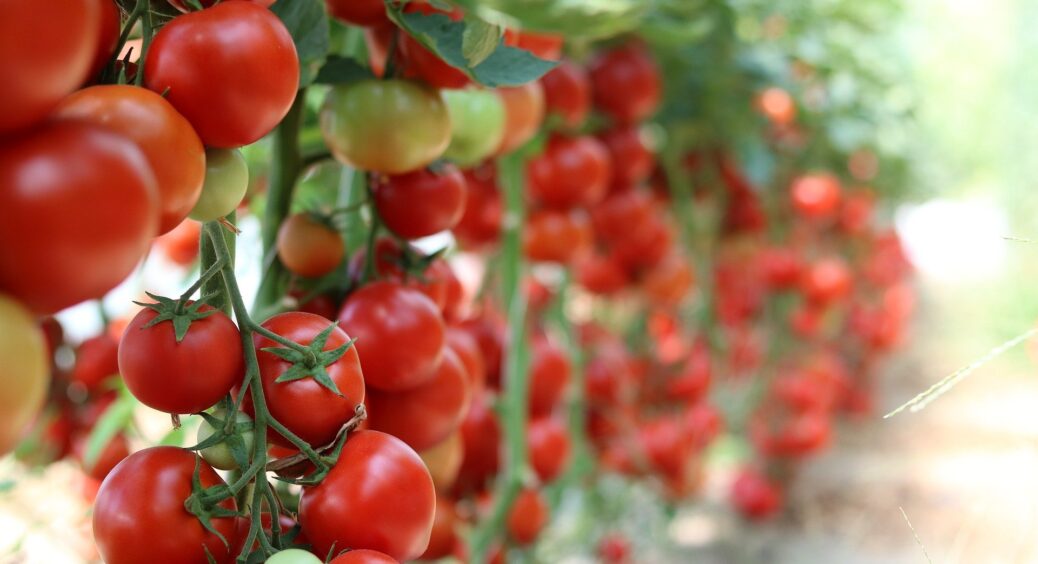 Цей пасинок на помідорах – справжній скарб: видалите його і попрощайтеся з 80% врожаю. Перевірено особисто 