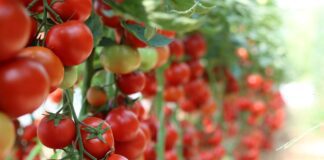 Дачники розповіли про ідеальний план поливу 