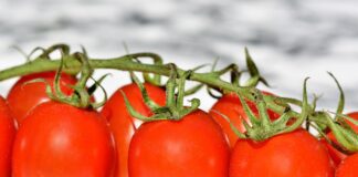 Городник розповів, як врятувати томати від чорних плям