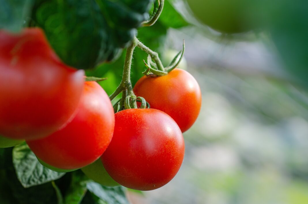 Експерти розповіли, що робити, щоб не сохло листя томатів